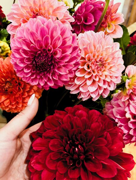 Florelie Dahlias